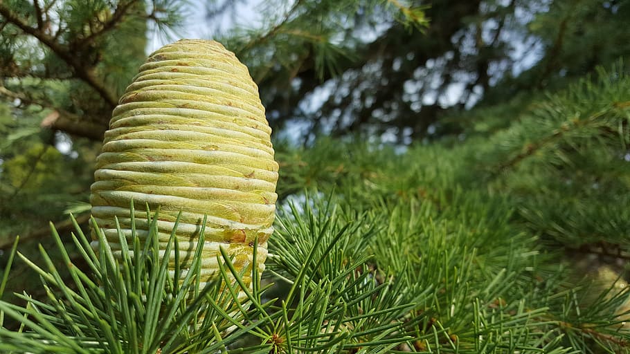 pine, cone pine, nature, tree, branch, green, plant, evergreen HD wallpaper