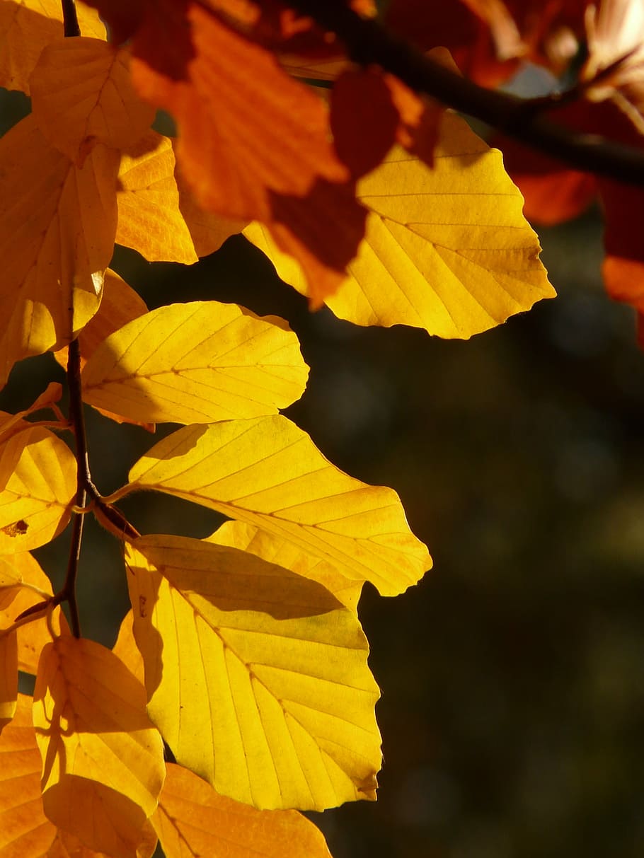 brown leaves, beech, fagus sylvatica, deciduous tree, golden autumn, HD wallpaper