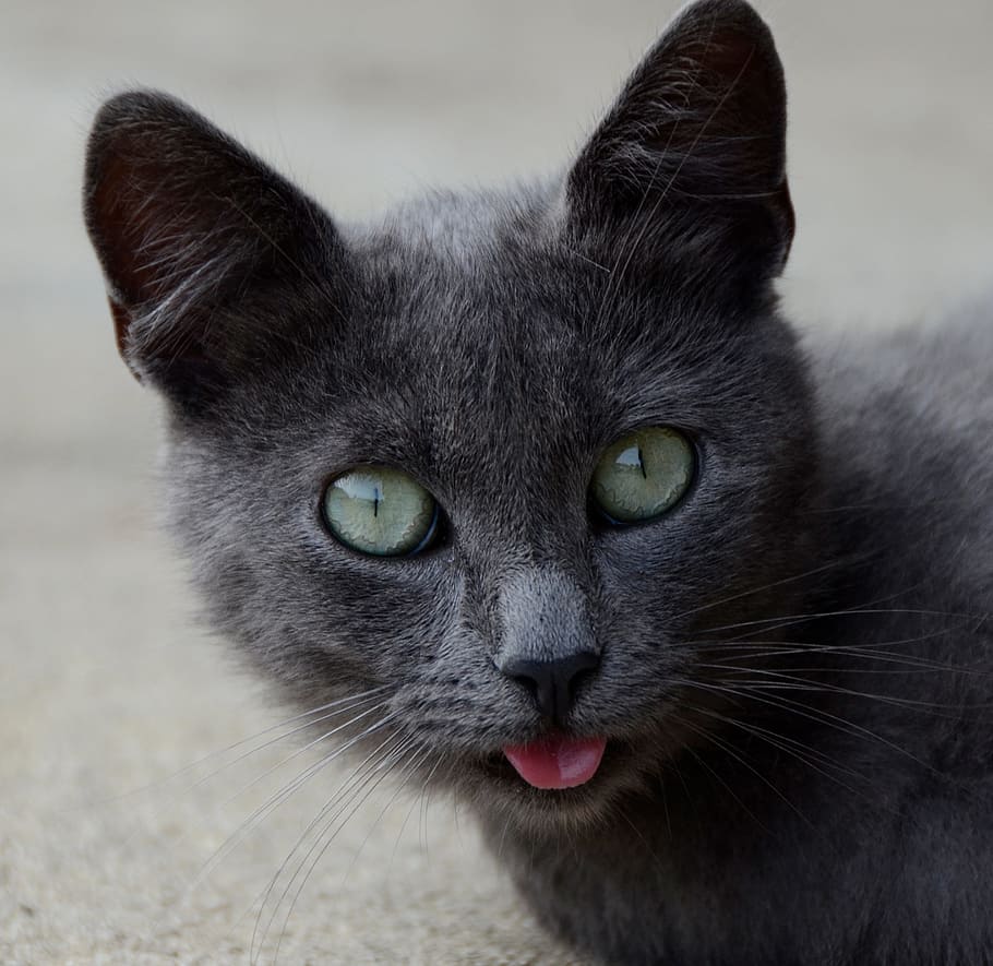 cat, animal, pet, domestic, domestic cat, domestic animals HD wallpaper