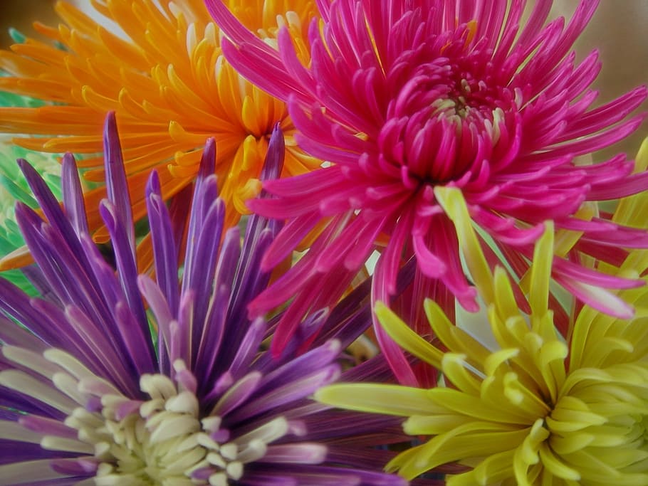 purple, yellow, pink, and orange spider chrysanthemums in bloom close-up photography, HD wallpaper