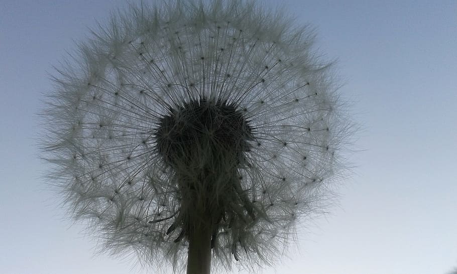 dandelion, pluisbloem, spring, sky, plant, nature, no people HD wallpaper