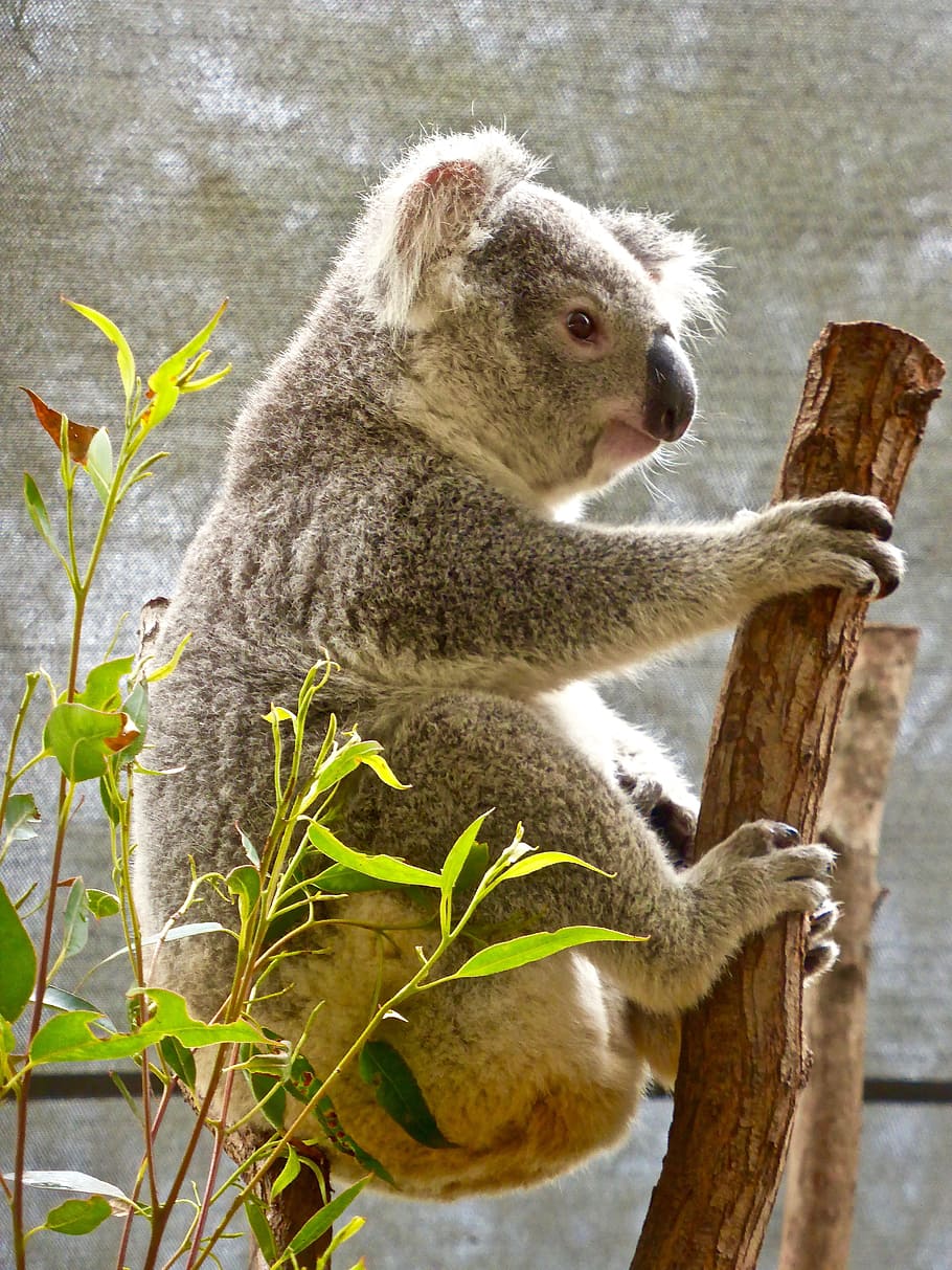 koala, bear, australian, eucalyptus, cute, marsupial, wildlife HD wallpaper