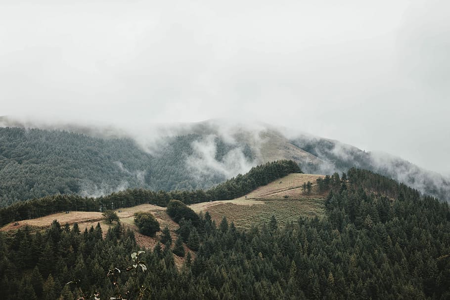 photo of trees and mountains covered with snow, aerial photography of forest with fogs HD wallpaper