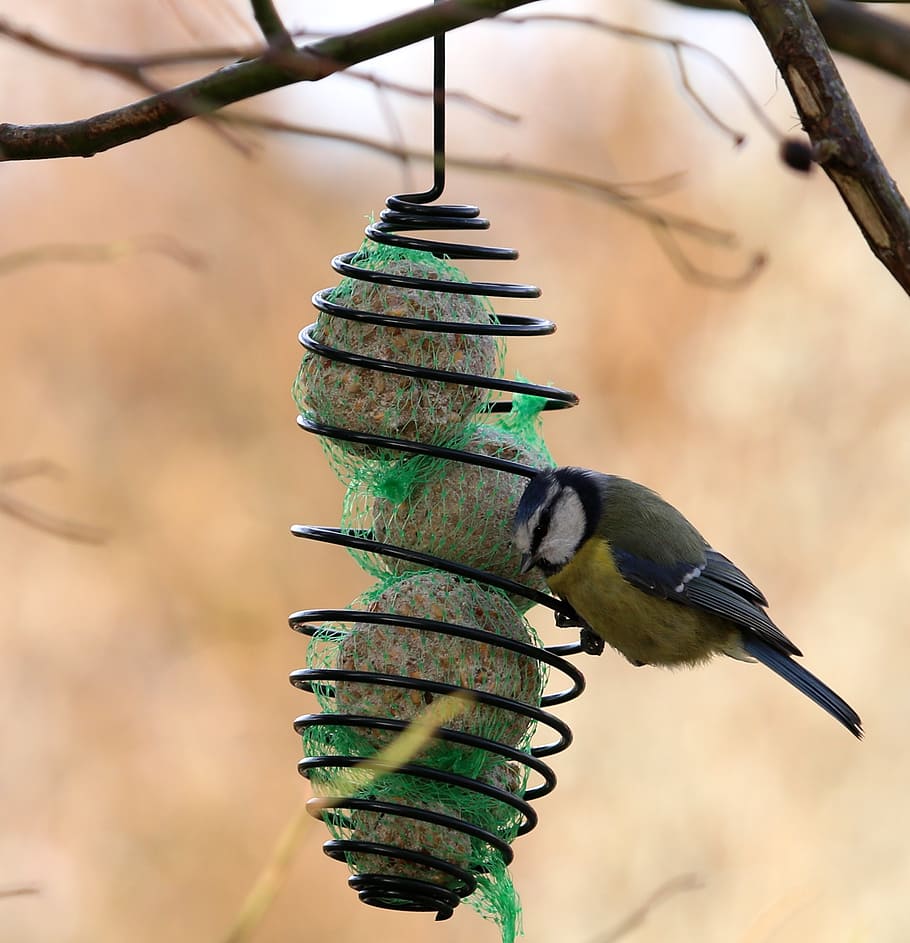 blue tit, bird, wings, animals, talgboll, animal themes, focus on foreground HD wallpaper