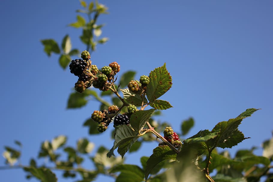fruits, plants, blackberries, crop, sky, growth, flowering plant HD wallpaper