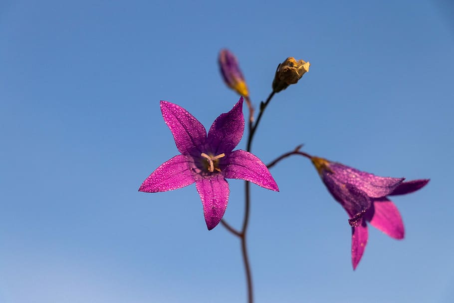 bell, flower, sky, bloom, beautiful flower, purple, summer HD wallpaper