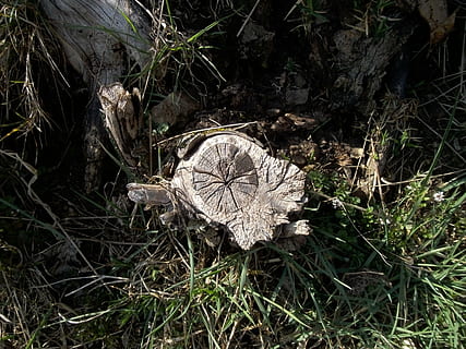 tree stump, dead tree, forest, wood, nature, old, broken, log HD wallpaper