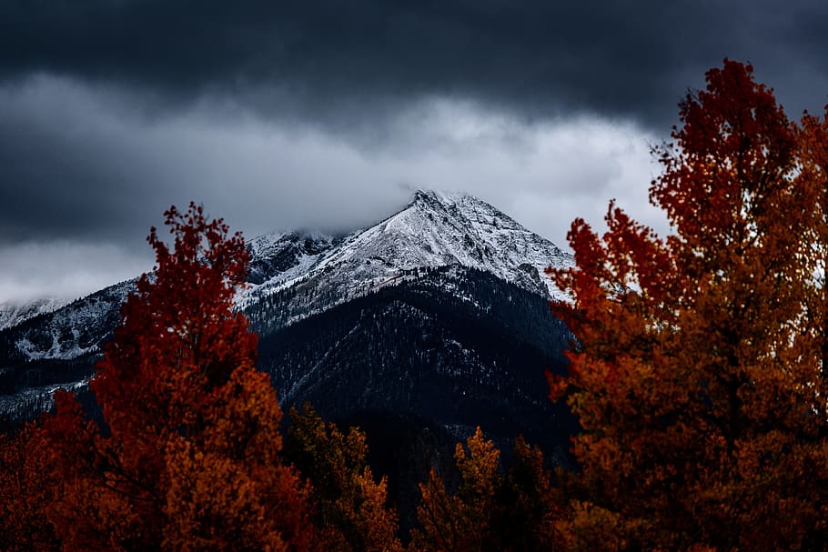 conifer, dawn, daylight, evergreen, fall, fog, hike, landscape HD wallpaper
