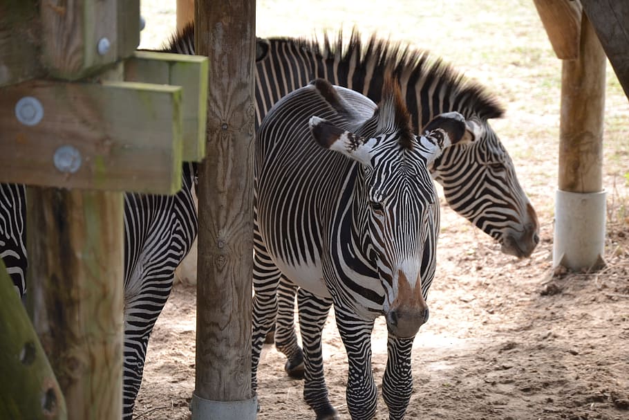 zebra, africa, vacancy, group of animals, animal themes, animal wildlife HD wallpaper