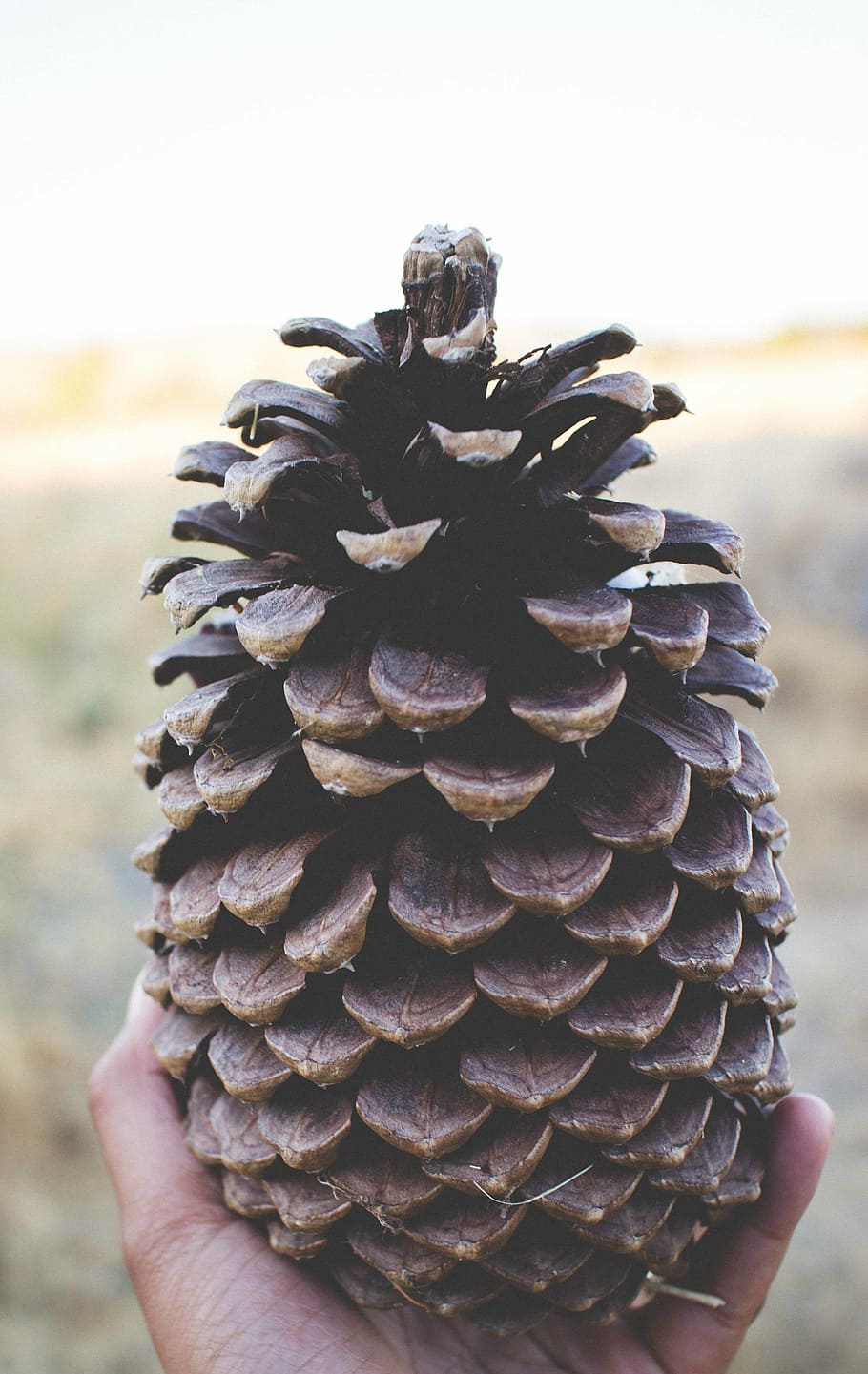 pine cone, huge, brown, big, coniferous, decoration, outdoors HD wallpaper