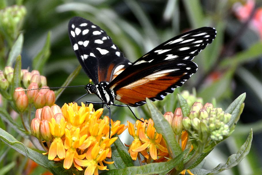 selective focus photo of a black and orange butterfly perched on yellow petaled flower HD wallpaper