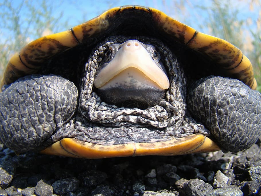 diamondback, terrapin, turtle, macro, close-up, large, shell HD wallpaper