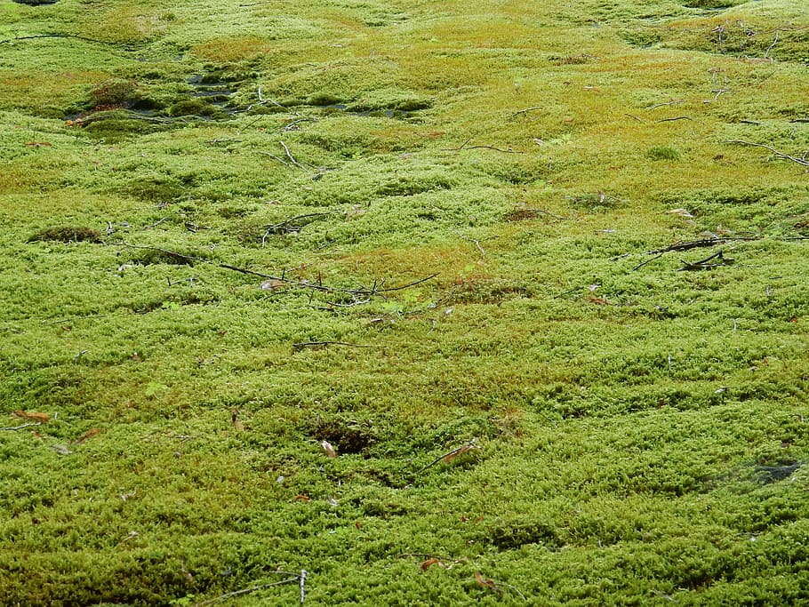 moss, moss carpet, green, texture, nature, plant, structure, HD wallpaper