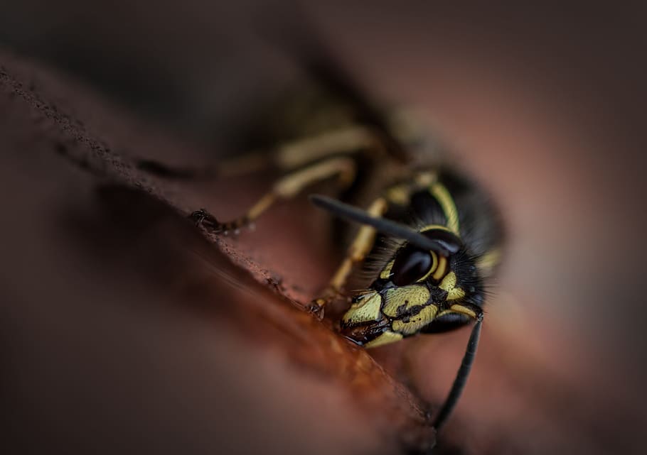 wasp, insect, nature, macro, close, foraging, invertebrate HD wallpaper