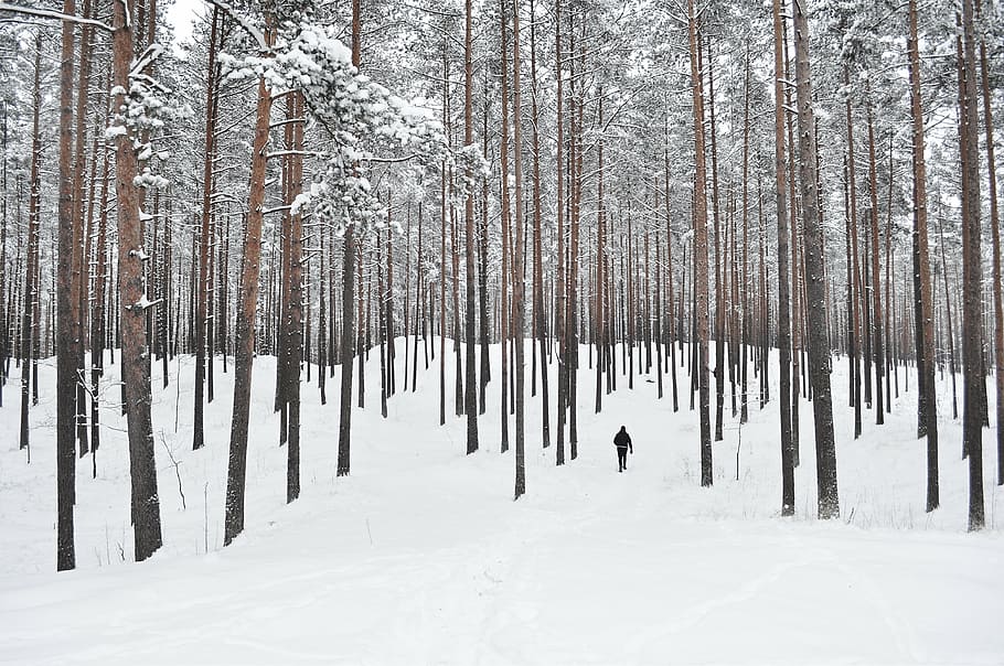 man walking on forest covered by snow, forest trees, winter HD wallpaper