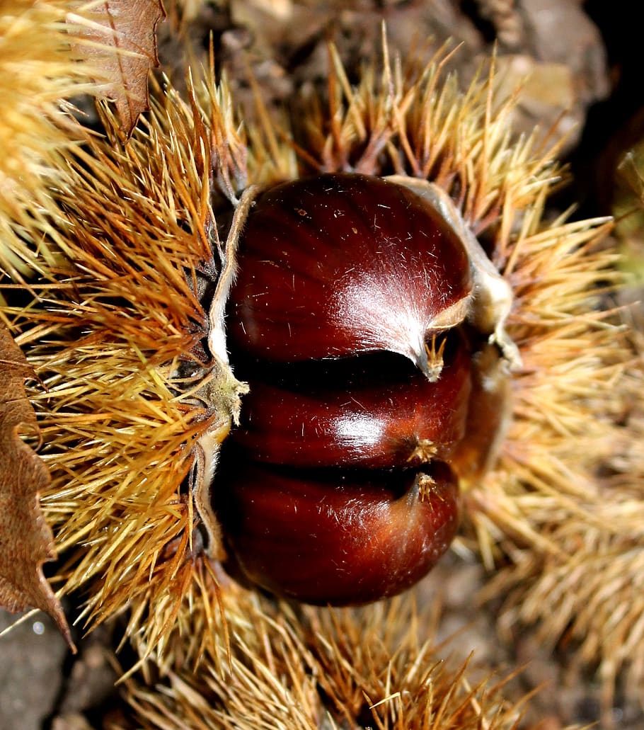 chestnut, spur, autumn, food, food and drink, close-up, chestnut - food HD wallpaper