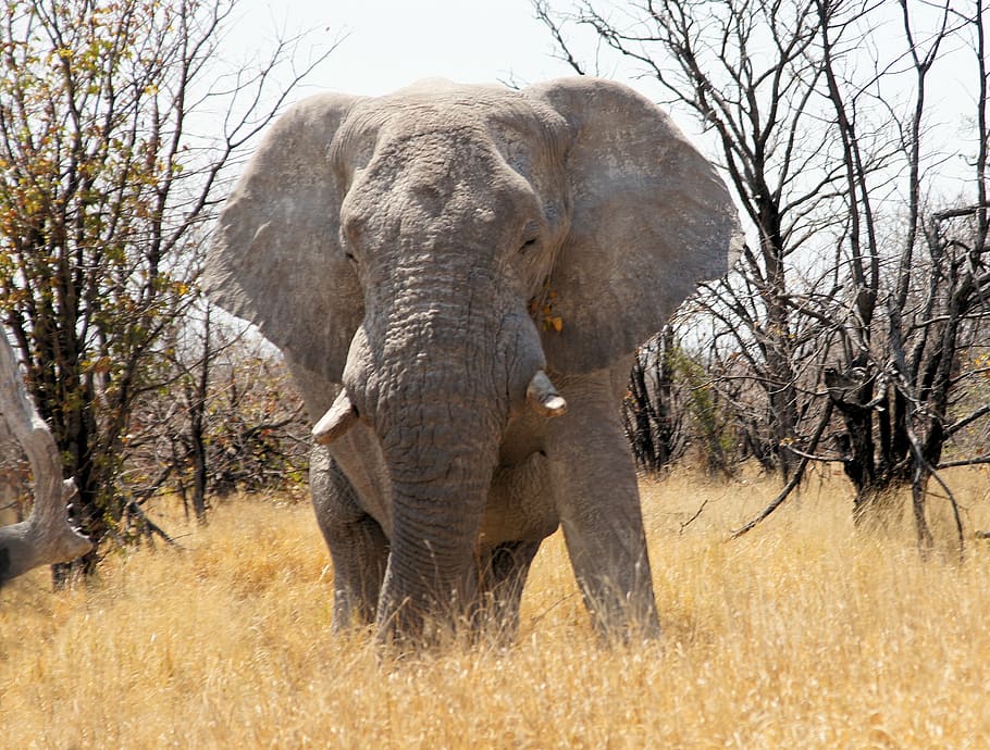 namibia, travel, africa, elephant, animal, wilderness, national park HD wallpaper