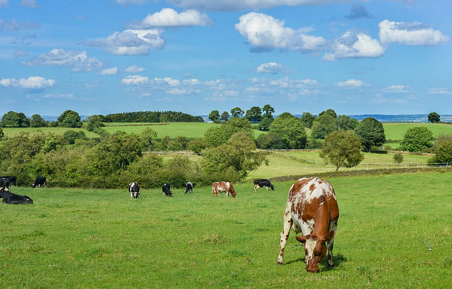 brown and white cow on green grass field, livestock, countryside