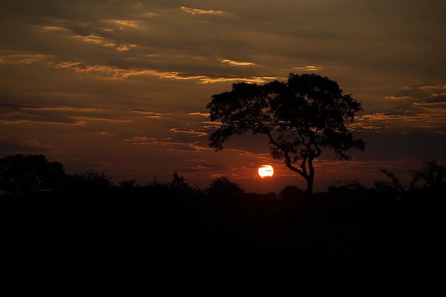 trees during golden hour, silhouette of tree, sun, sunset, sunrise, HD wallpaper