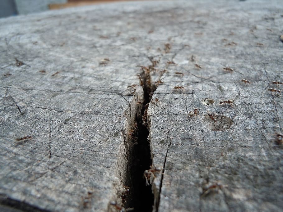 ants, wood, insect, tree, much, close, wood - material, textured HD wallpaper