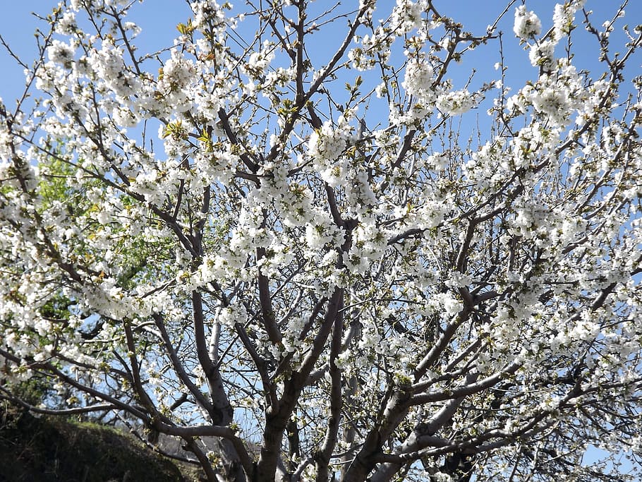 Cherry Blossom, White Flower, tree, flowering, branch, nature HD wallpaper