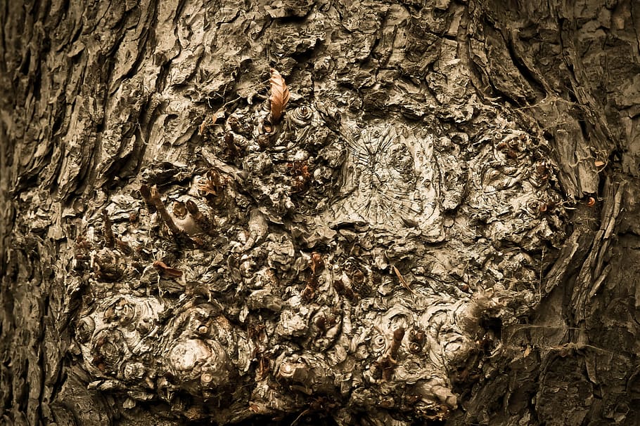 brown tree trunk, tree bark, log, tribe, nature, wood, forest HD wallpaper