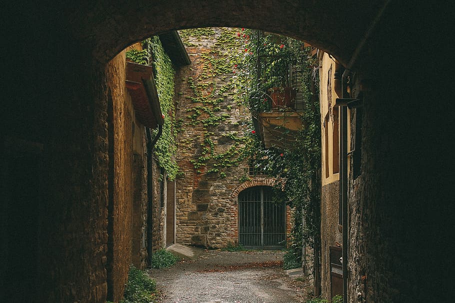 close up photo of tunnel, nature, landscape, grass, vines, building HD wallpaper