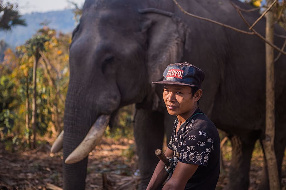 man sitting near black elephant, closeup photo of man beside elephant HD wallpaper