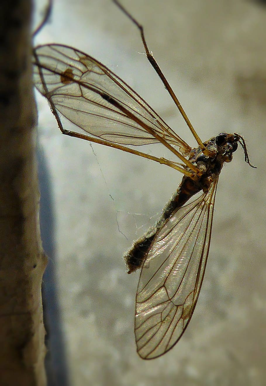 mosquito, macro, wings, bug, insect, invertebrate, animal wing HD wallpaper