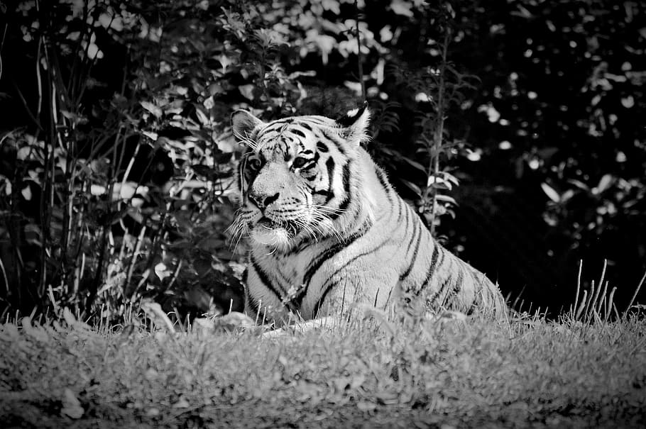 Tiger, Cat, Wildcat, Big Cat, Dangerous, zoo, tiergarten, animal HD wallpaper