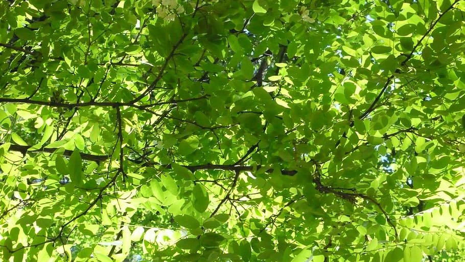 leaf, green, nature, green color, plant, growth, plant part HD wallpaper
