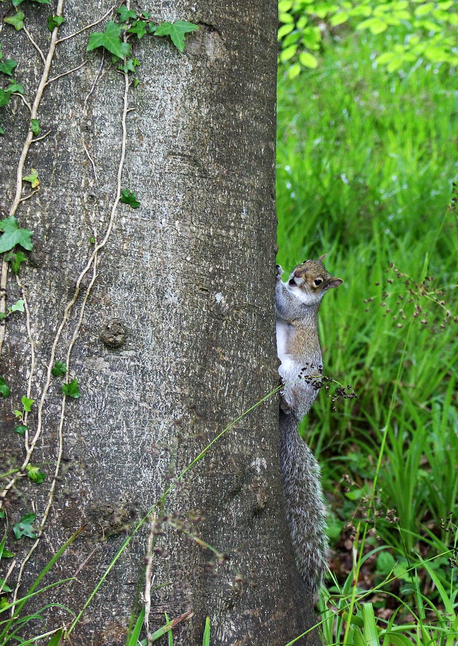 Squirrel, Woods, Tree, Nature, Animal, forest, wildlife, outdoors HD wallpaper