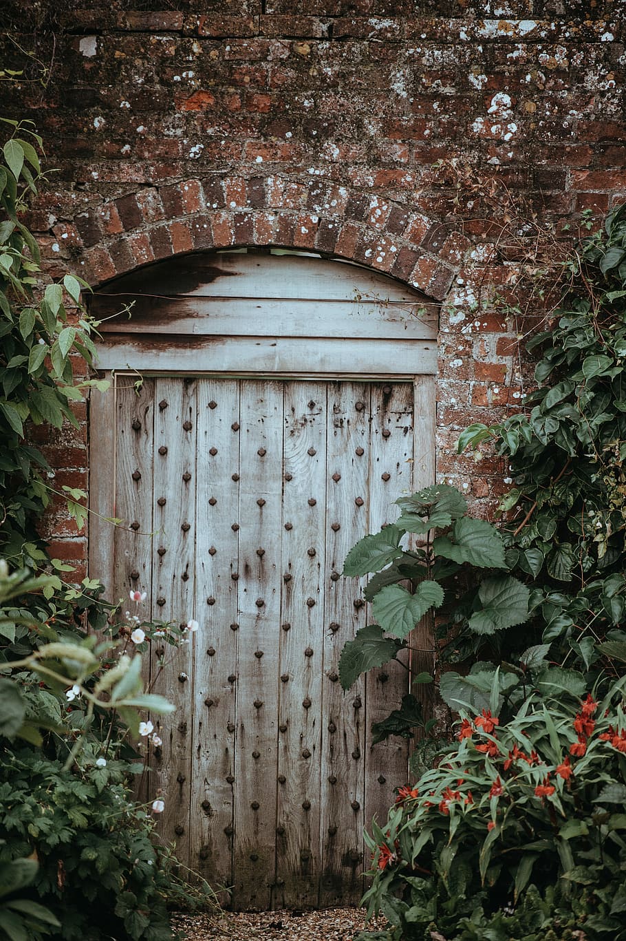 Old door, gray wooden door closed with green leafed plants beside it HD wallpaper