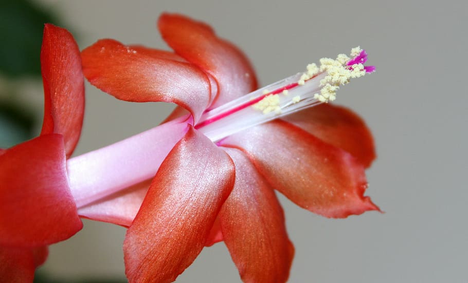 easter cactus, weihnachtskaktus, plant, blossom, bloom, flowering stems HD wallpaper