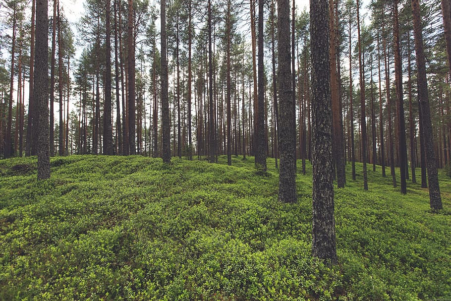 green grass on forest, trees, daytime, woods, nature, plants HD wallpaper