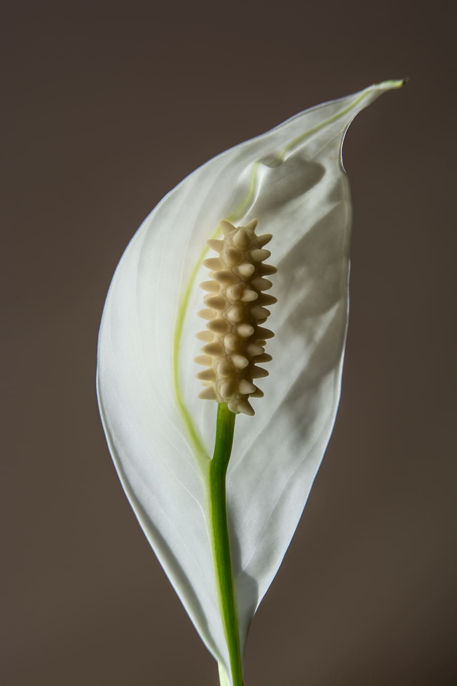 Flower, White, Blossom, Bloom, white flower, plant, close, studio shot HD wallpaper