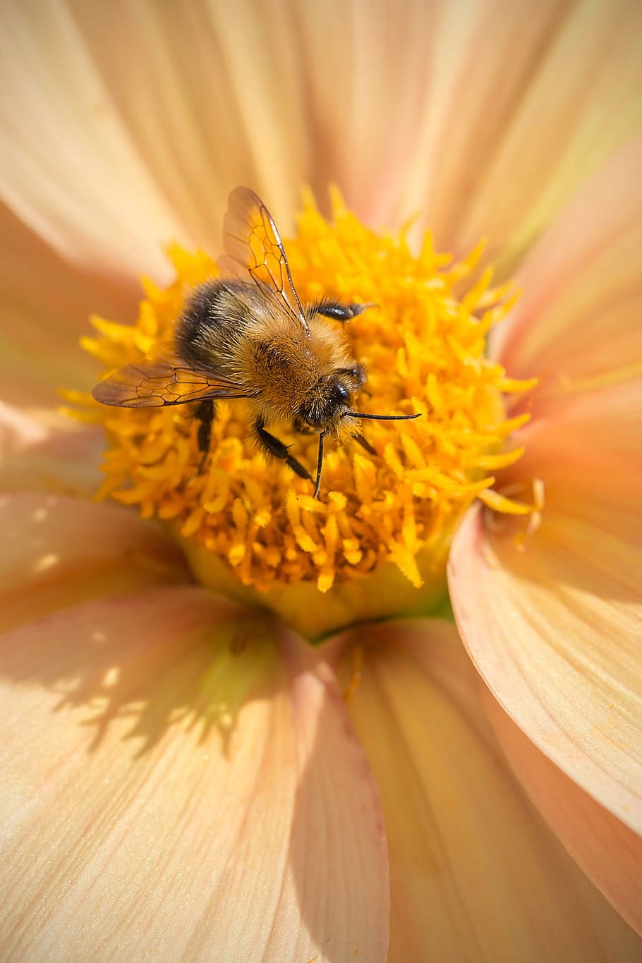 Flower, Bee, Nature, Insect, Summer, blossom, nectar, pollination HD wallpaper