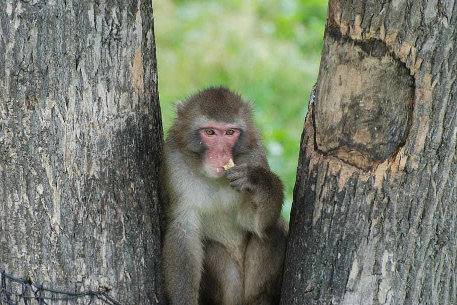 monkey, macaque, animal, tree, primate, forest, mammal, wild HD wallpaper