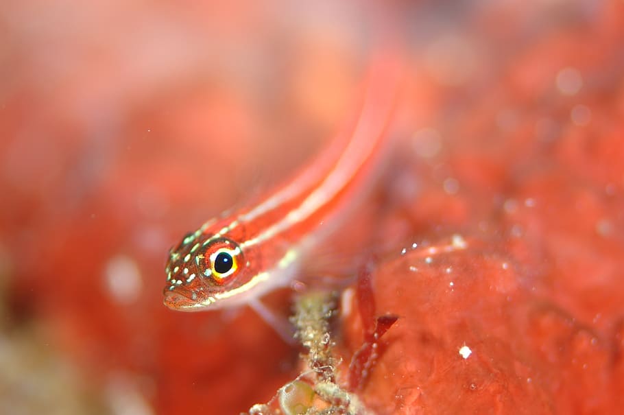 goby, underwater life, sea, diving, one animal, animal themes HD wallpaper