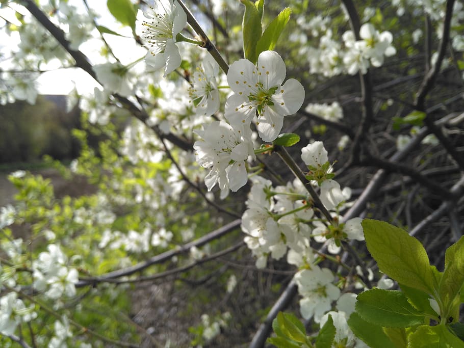 apricot, flower, spring, flowering plant, growth, fragility HD wallpaper