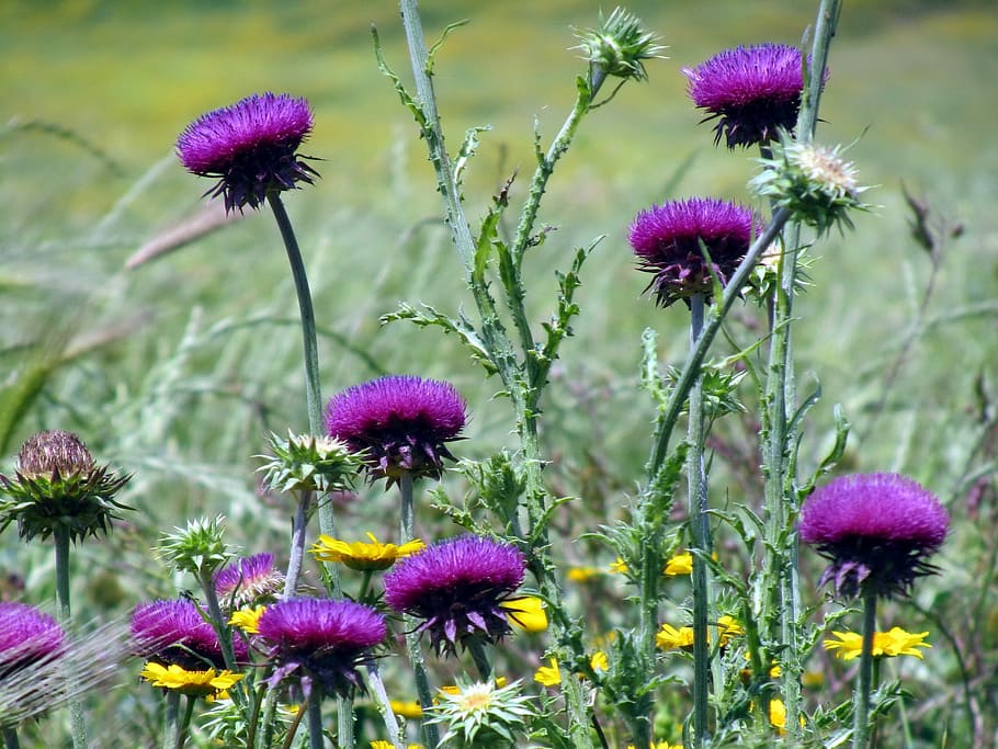 Thistle, Flowers, Prato, Spring, wild flower, violet, purple HD wallpaper