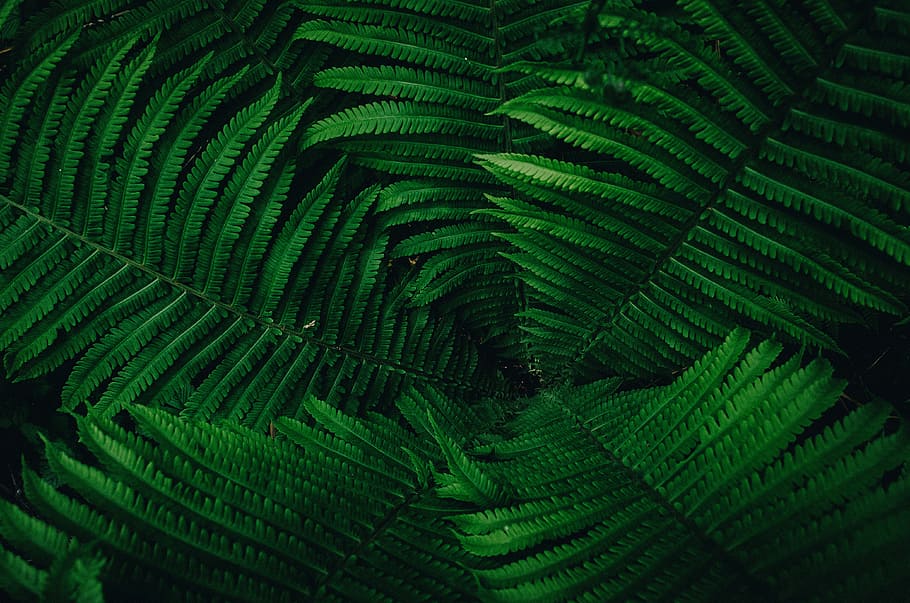 green leaves, macro photo of green fern plant, foliage, forest, HD wallpaper