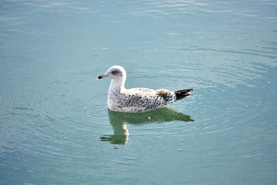 bird, reflections, water, majesty, nature, animal, feathers HD wallpaper