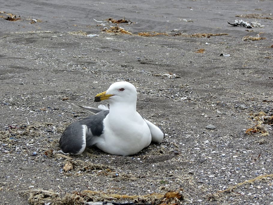seagull, bird, beach, sand, cormorant, bay, animal themes, animals in the wild HD wallpaper