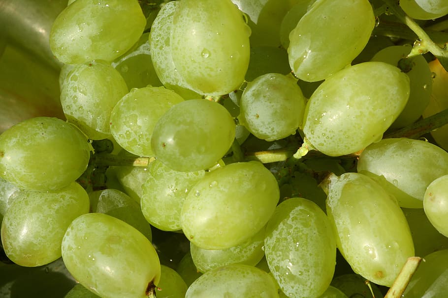grapes, fruit, wine, grapevine, green grapes, fruits, food and drink HD wallpaper