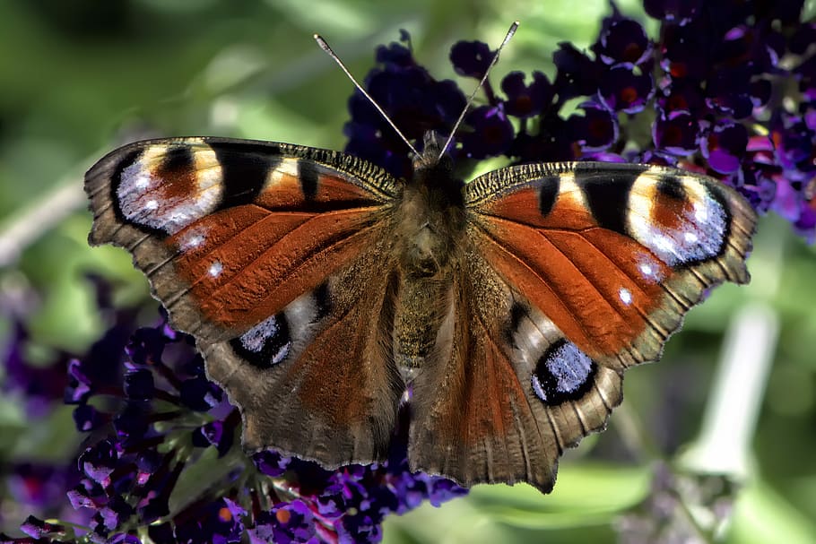 Insect, Butterfly, Macro, Garden, Summer, colour, green, one animal HD wallpaper