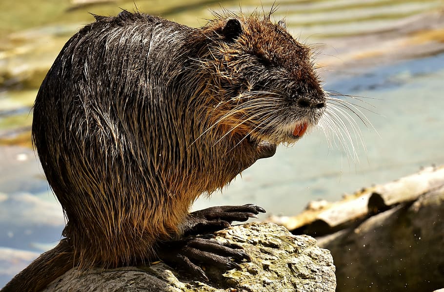 nutria, water rat, splashing, animal world, nature, fur, rodent HD wallpaper