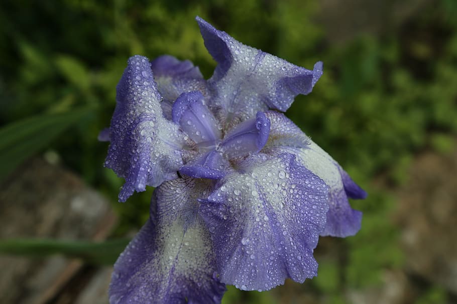 iris, blossom, bloom, blue, close, iridaceae, after rain, raindrop HD wallpaper