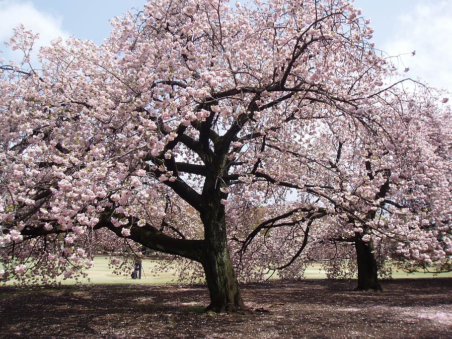 Japanese, Blossom, Tree, Pink, cherry Blossom, springtime, nature