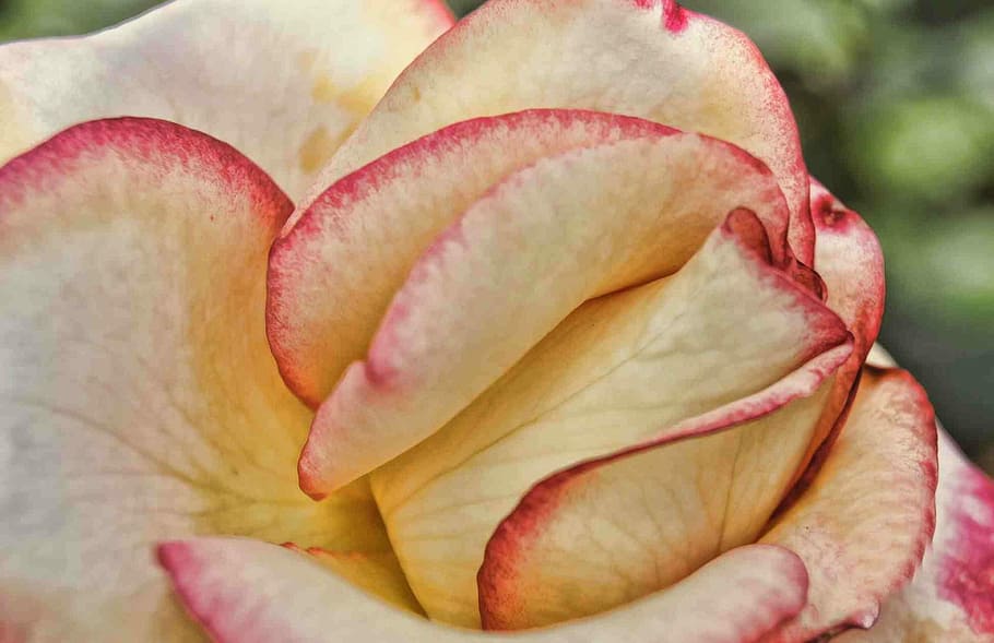 Bloom, Pink, Flower, Blossom, rose, nature, flora, petal, spring HD wallpaper